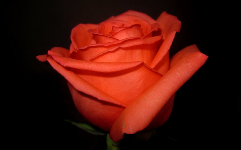 Orange Rose in Bloom — Dramatic, Photograph, Petals