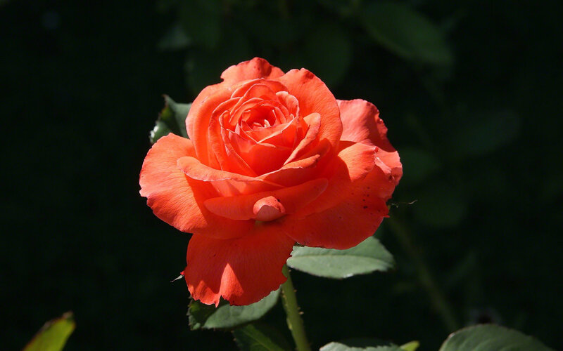 Orange Rose in Bloom — Dramatic