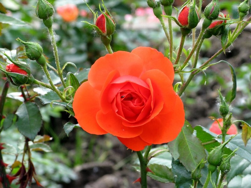 Orange Rose in Bloom — Natural, Summer