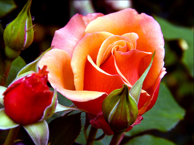 Orange Rose in Bloom — Natural