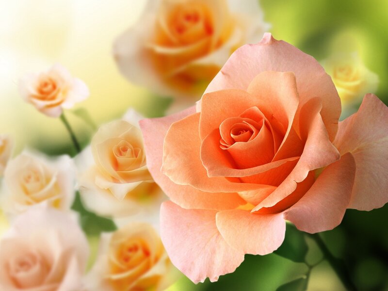 Orange Rose in Bloom — Pink