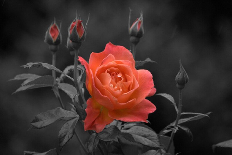 Orange Rose in Bloom — Red, Dramatic