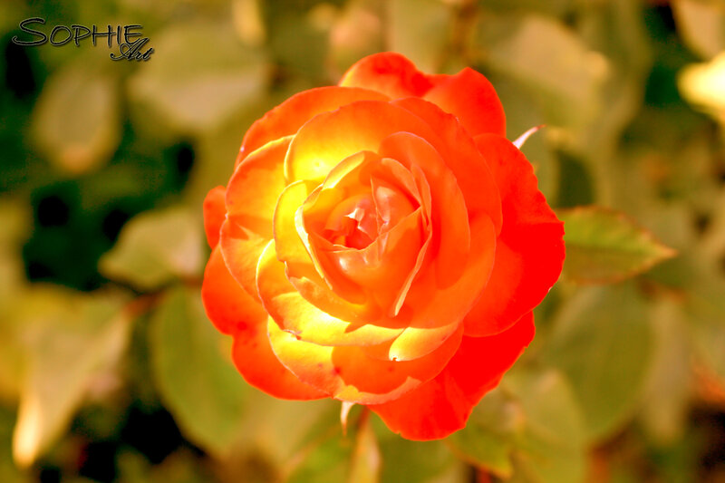Orange Rose in Bloom — Red
