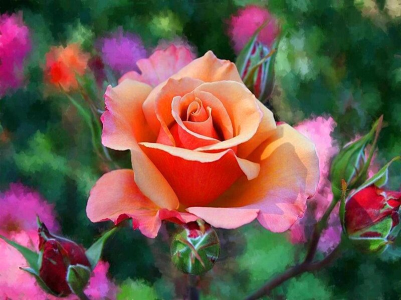 Orange Rose in Bloom — Serene, Afternoon, Digital Art
