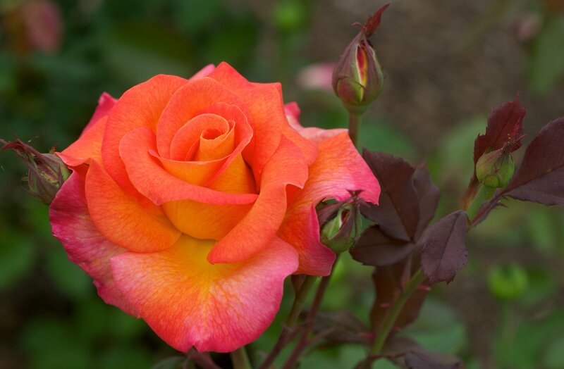 Orange Rose in Bloom — Serene, Afternoon, Photograph, Buds, Leaves