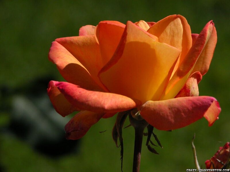 Orange Rose in Bloom — Serene, Afternoon, Photograph, Flower, Stem