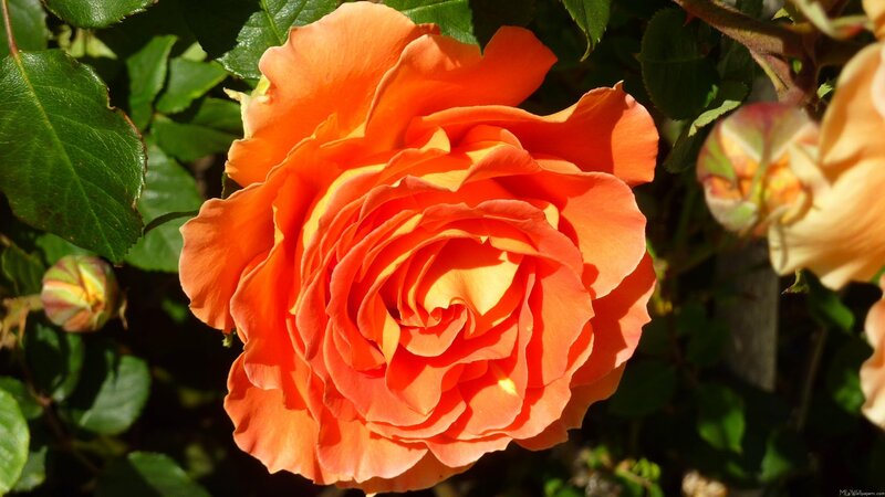 Orange Rose in Bloom — Serene, Afternoon, Photograph, Green Leaves, Bud