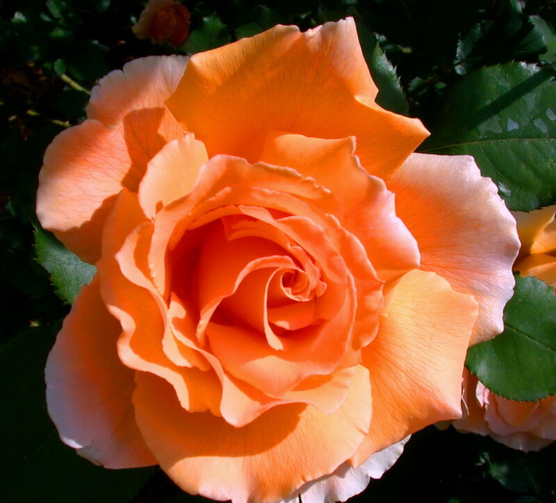 Orange Rose in Bloom — Serene, Afternoon, Photograph, Green Leaves