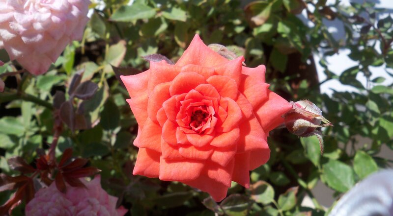 Orange Rose in Bloom — Serene, Afternoon, Photograph, Leaves