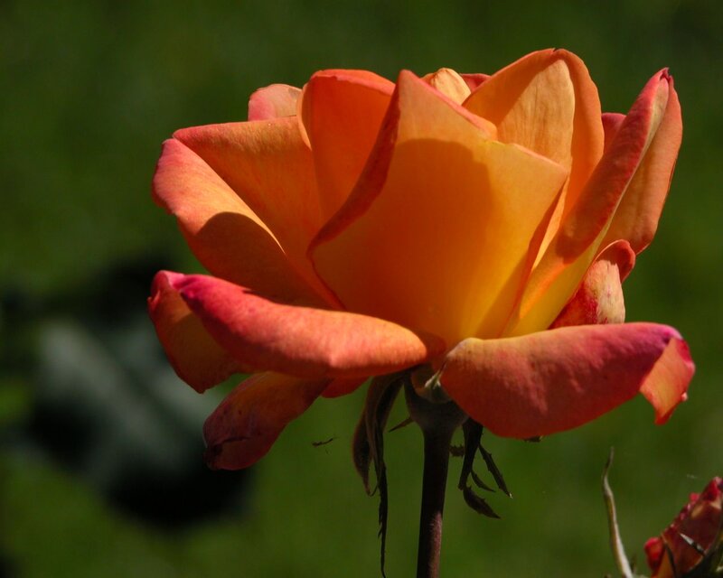 Orange Rose in Bloom — Serene, Afternoon, Photograph, Stem