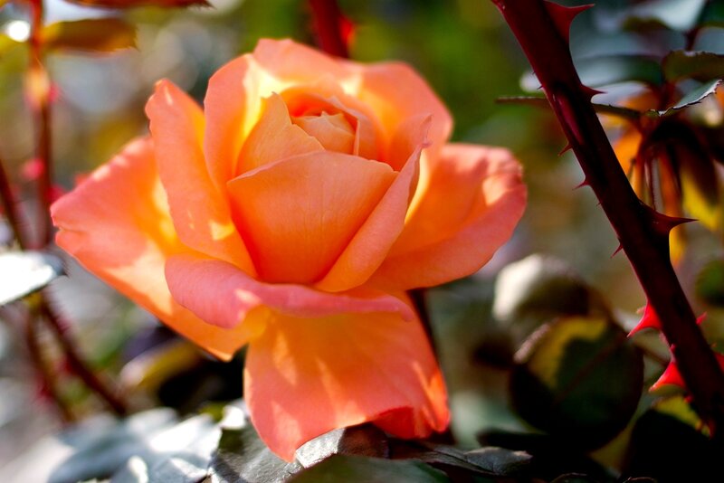 Orange Rose in Bloom — Serene, Afternoon, Photograph, Thorny Stem