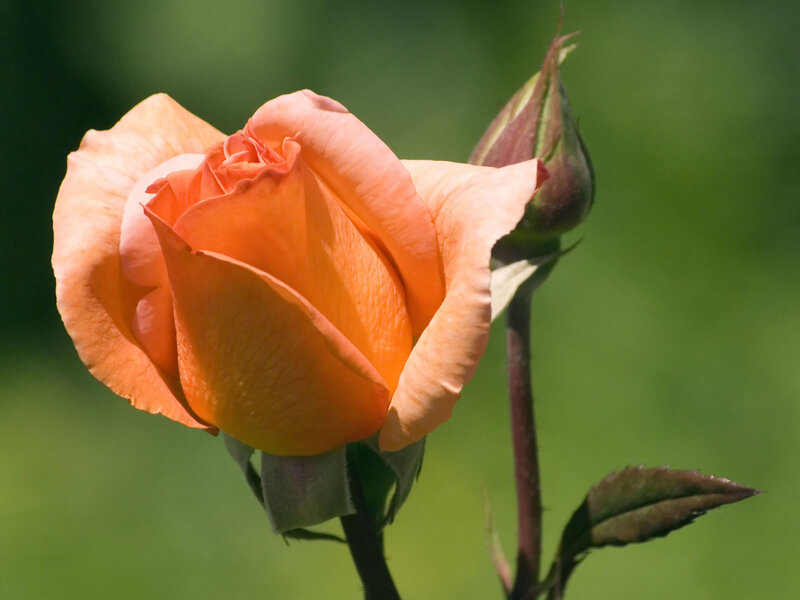 Orange Rose in Bloom — Serene, Afternoon, Photograph
