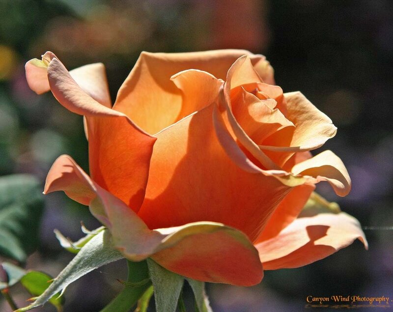Orange Rose in Bloom — Serene, Afternoon