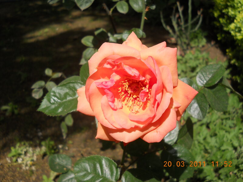 Orange Rose in Bloom — Serene, Morning