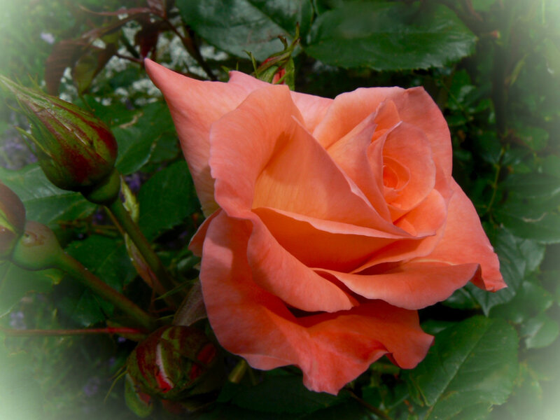 Orange Rose in Bloom — Serene, Photograph, Buds, Leaves, Green