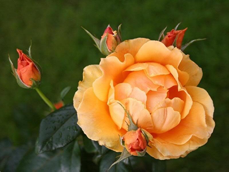 Orange Rose in Bloom — Serene, Photograph, Buds