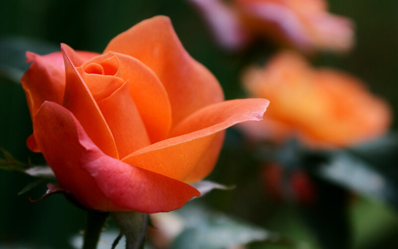 Orange Rose in Bloom — Serene, Photograph, Flower