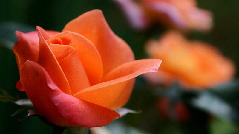 Orange Rose in Bloom — Serene, Photograph, Petals, Green Leaves, Background