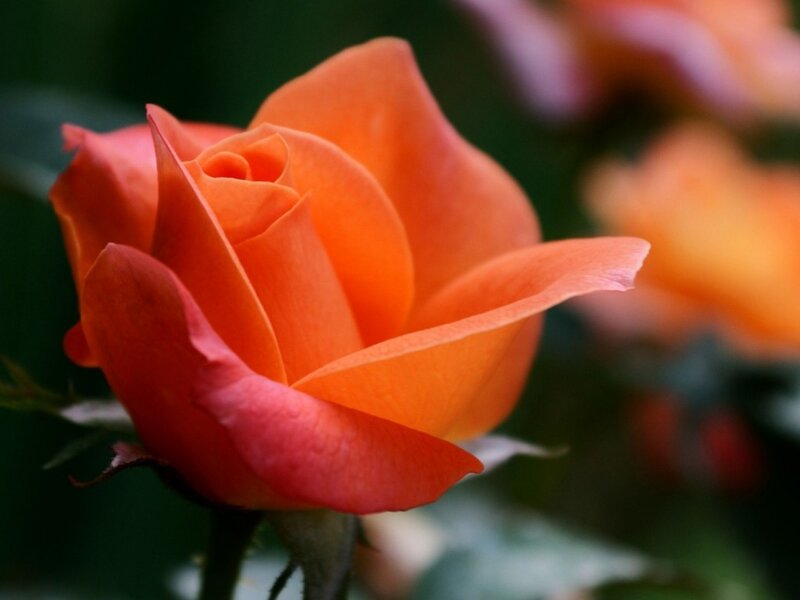 Orange Rose in Bloom — Serene, Photograph, Petals, Stem