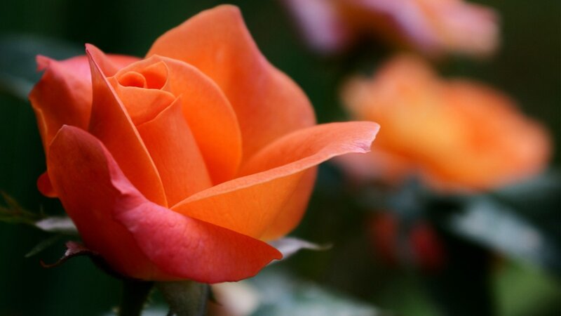 Orange Rose in Bloom — Serene, Photograph, Petals