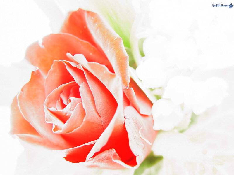 Orange Rose in Bloom — Serene, Photograph