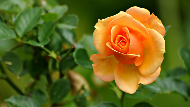 Orange Rose in Bloom — Serene, Spring
