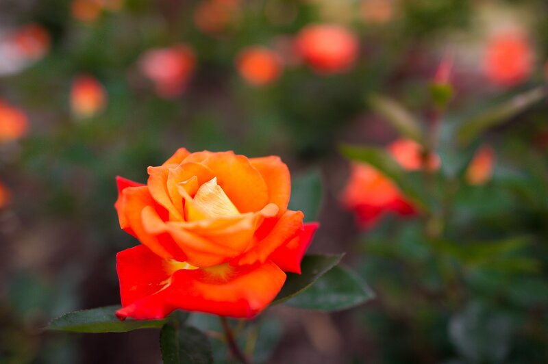 Orange Rose in Bloom — Serene, Sunset, Photograph, Green Leaves