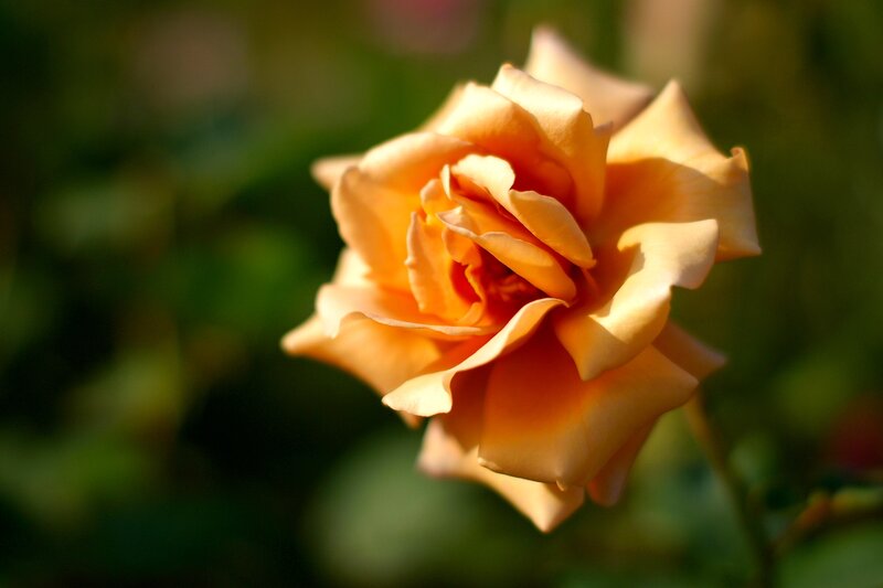 Orange Rose in Bloom — Serene, Sunset, Photograph