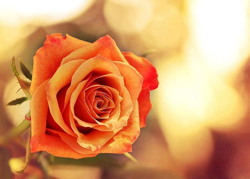 Orange Rose in Bloom — Serene, Sunset