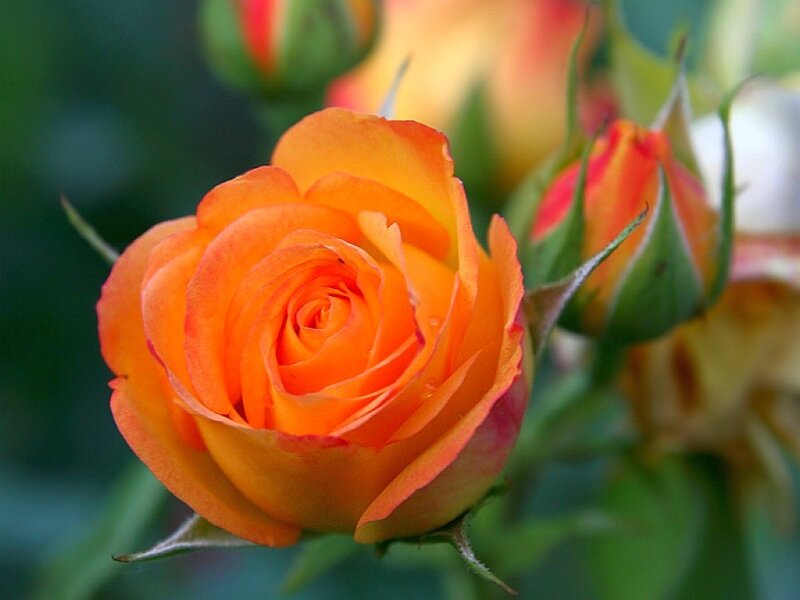 Orange Rose in Bloom — Serene