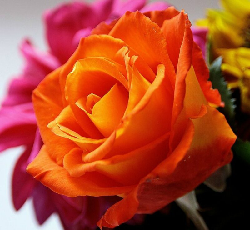 Orange Rose in Bloom — Vibrant, Photograph