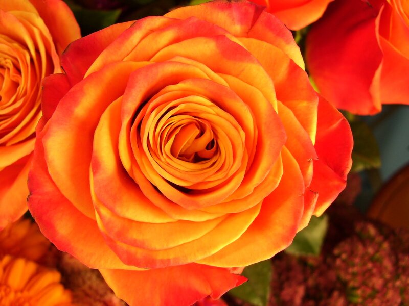 Orange Rose in Bloom — Vibrant