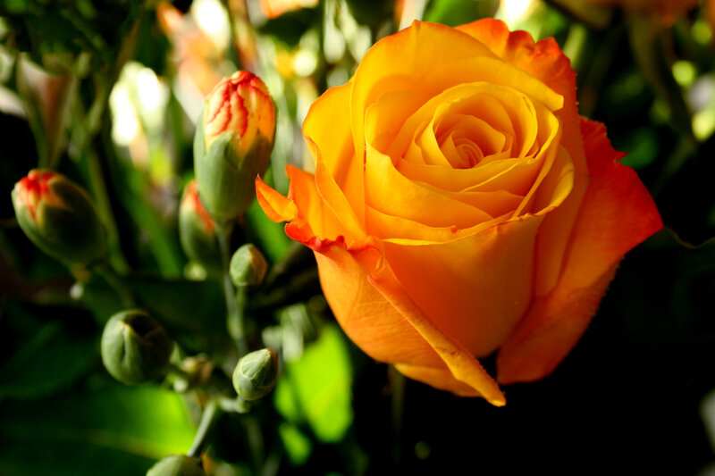 Orange Rose in Bloom — Yellow