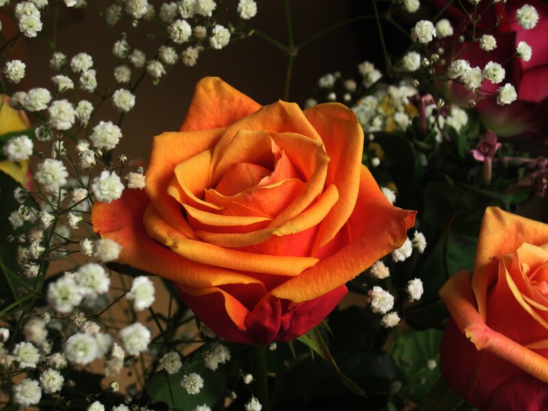 Orange Rose in Bouquet — Calm, Photograph