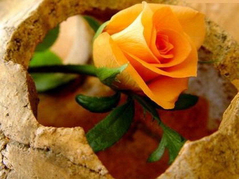 orange rose in broken vase