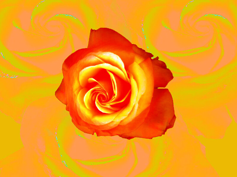 Orange Rose in Center