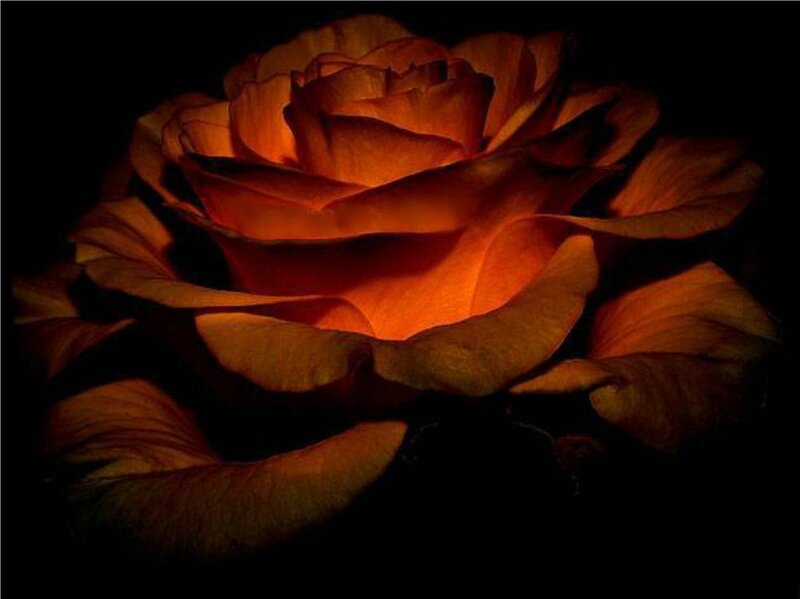 Orange Rose in Darkness