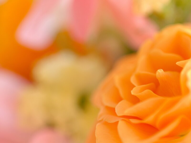 Orange Rose in Focus — Calm