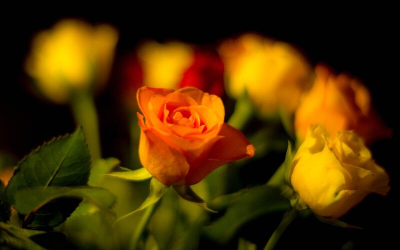 Orange Rose in Focus — Dramatic
