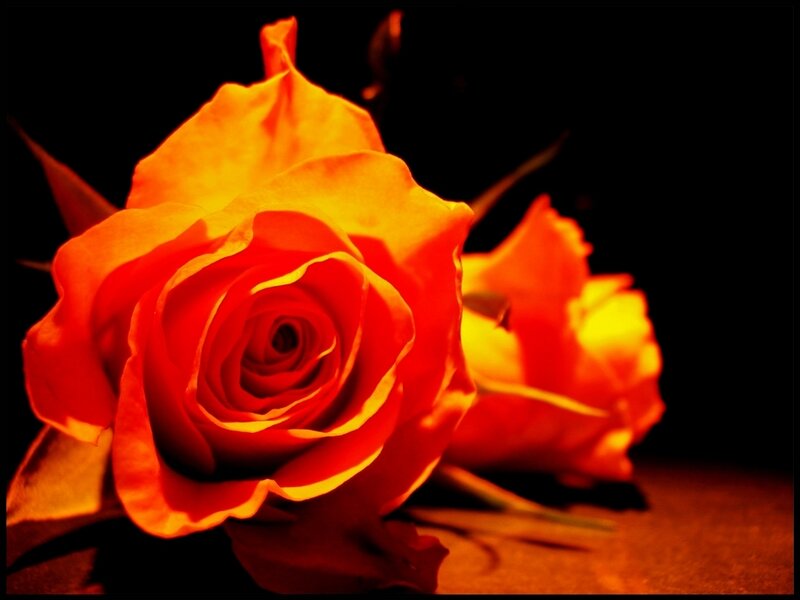 Orange Rose in Focus