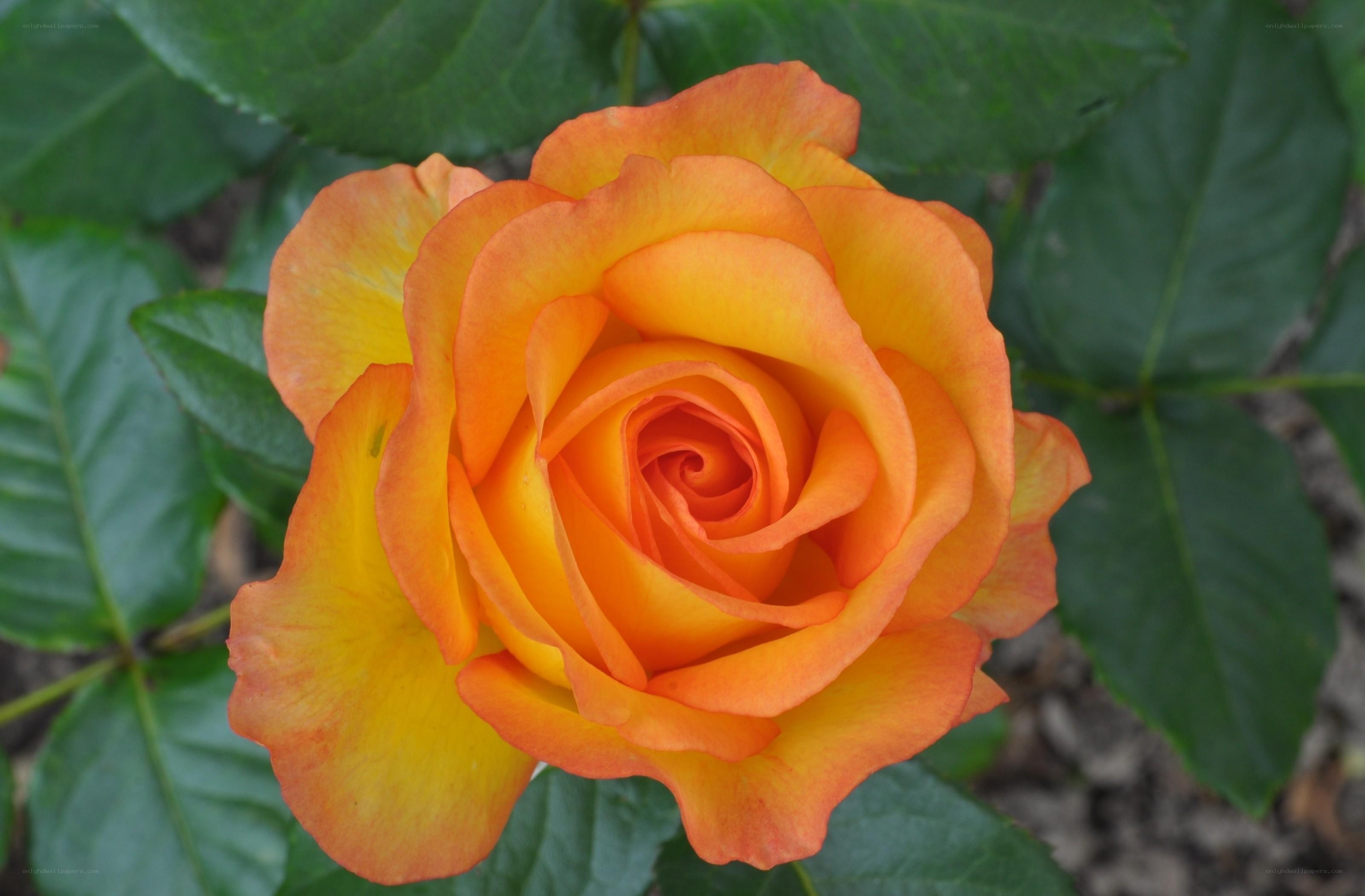 Orange rose in full bloom