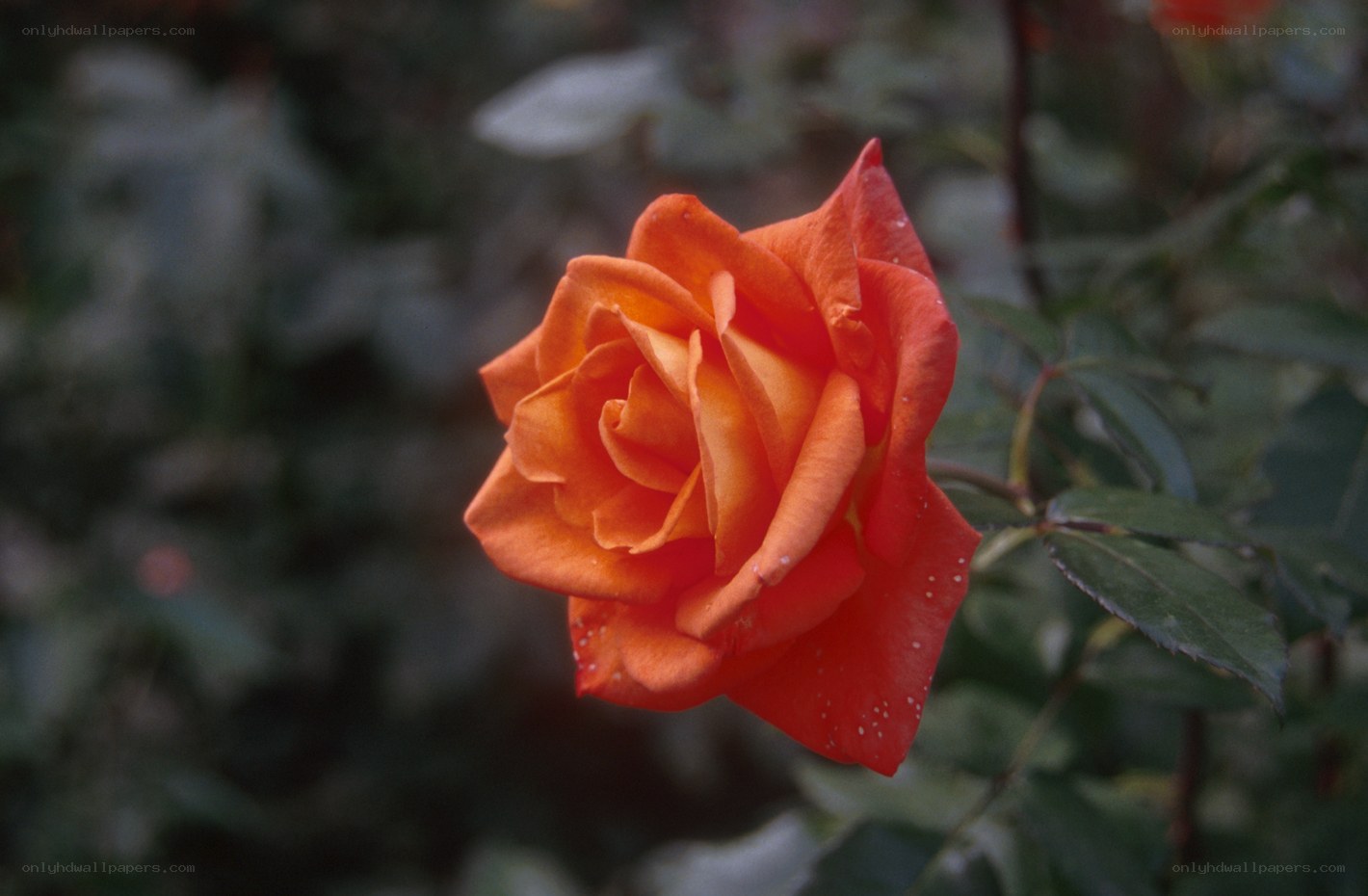 orange rose in garden