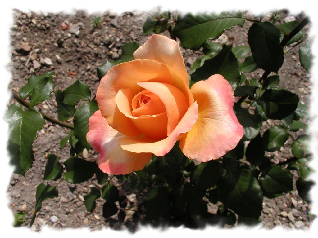 orange rose in garden