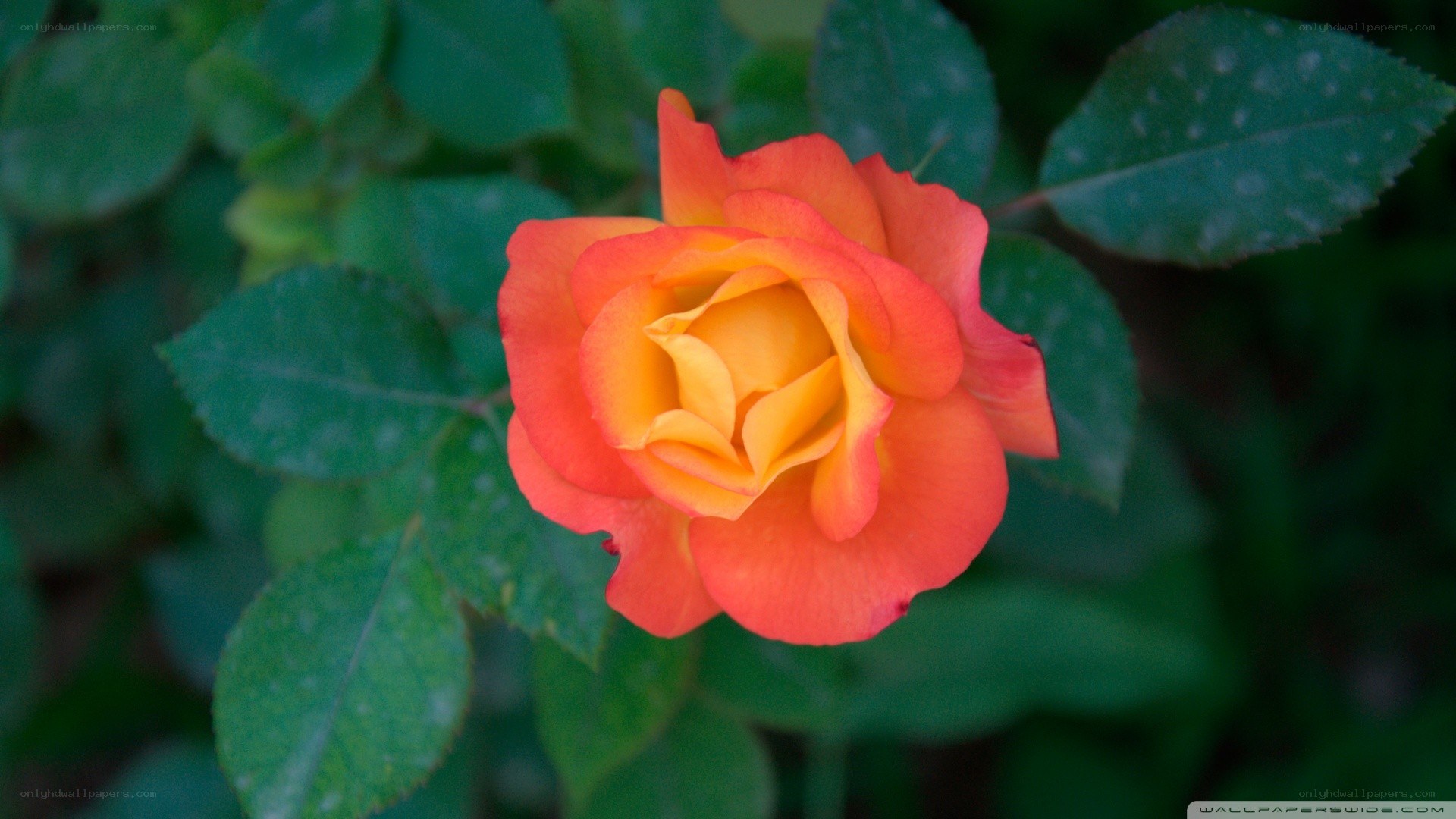 orange rose in garden