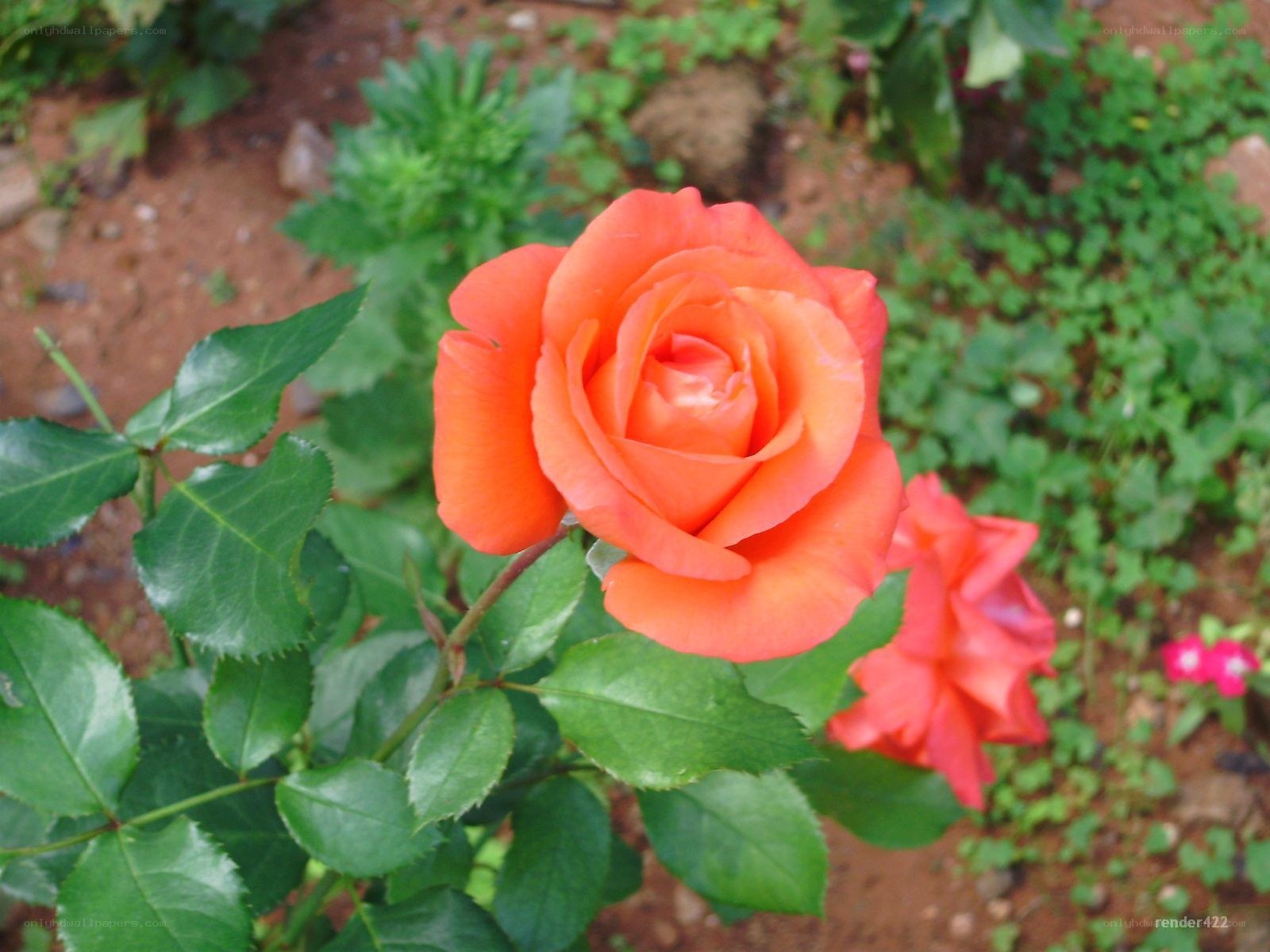 Orange rose in garden