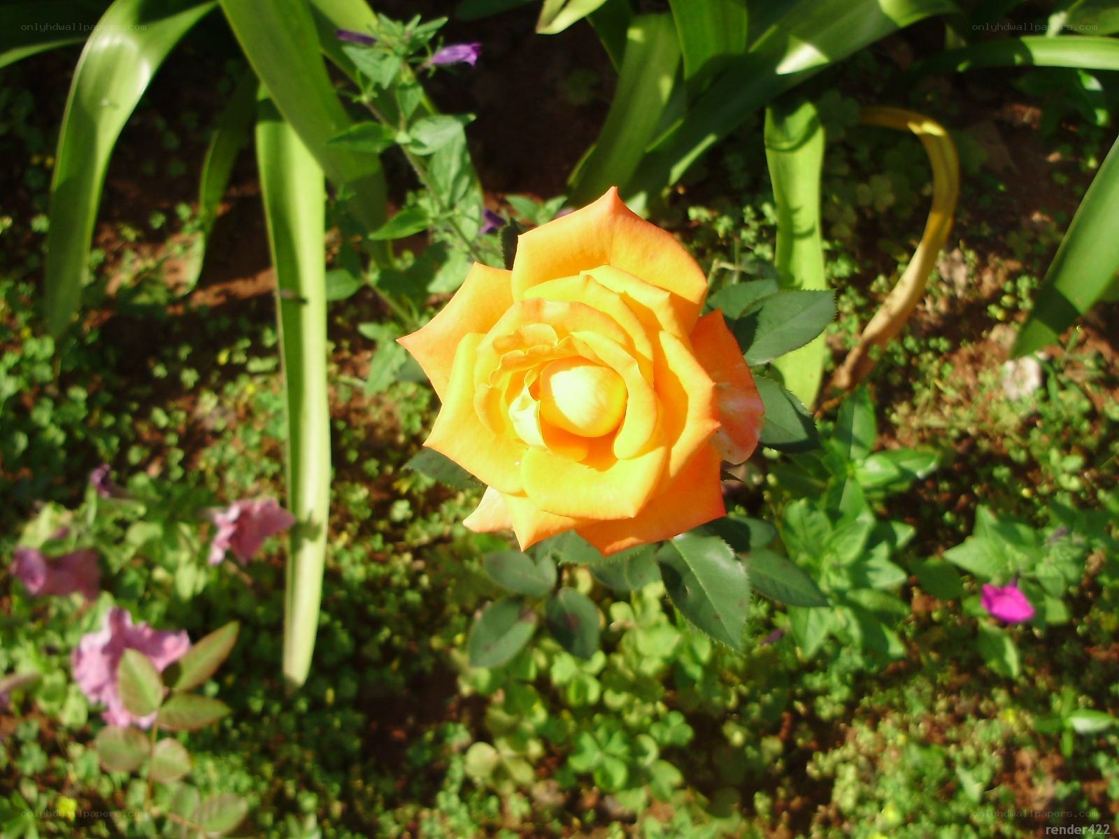 Orange rose in garden