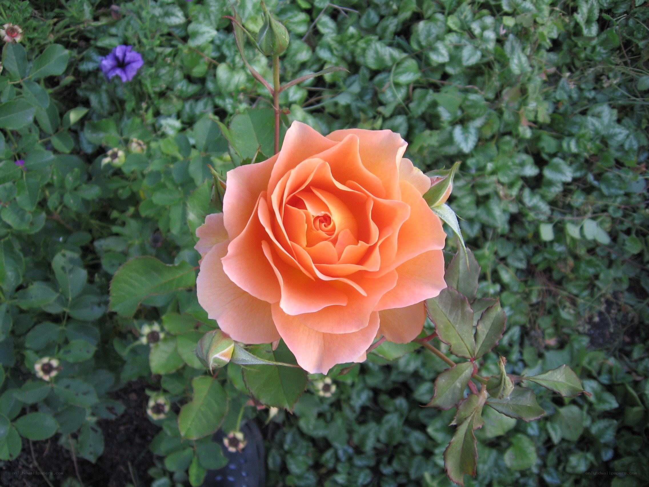 orange rose in garden