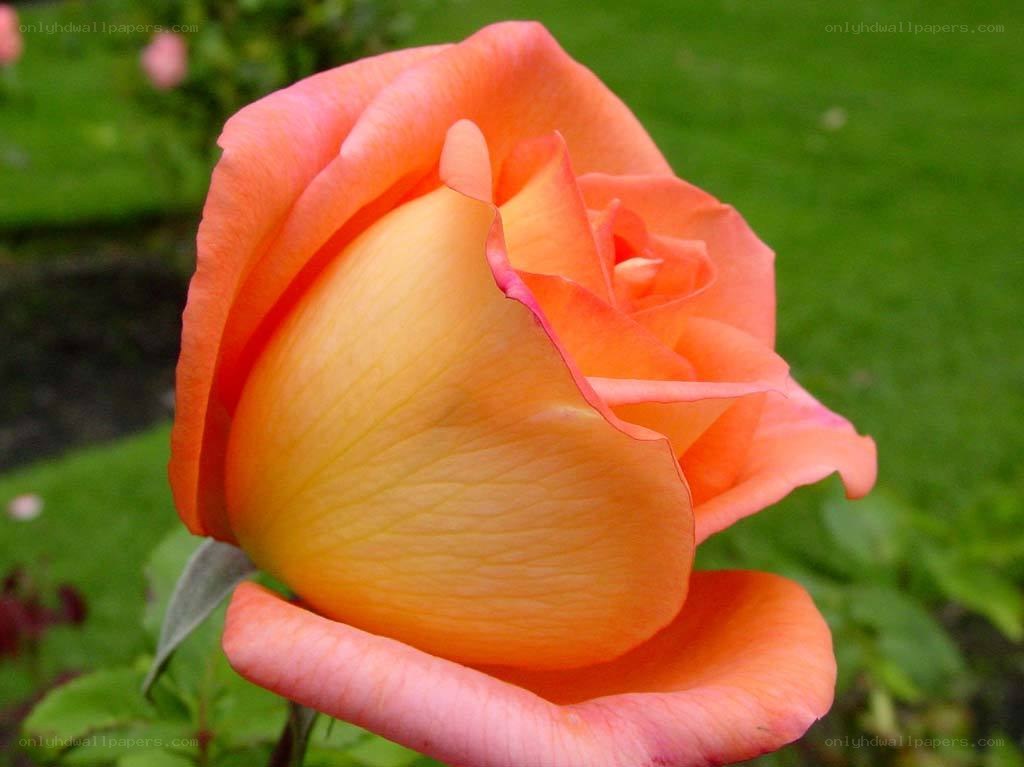orange rose in garden