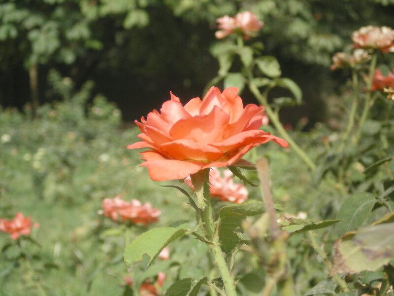 orange rose in garden