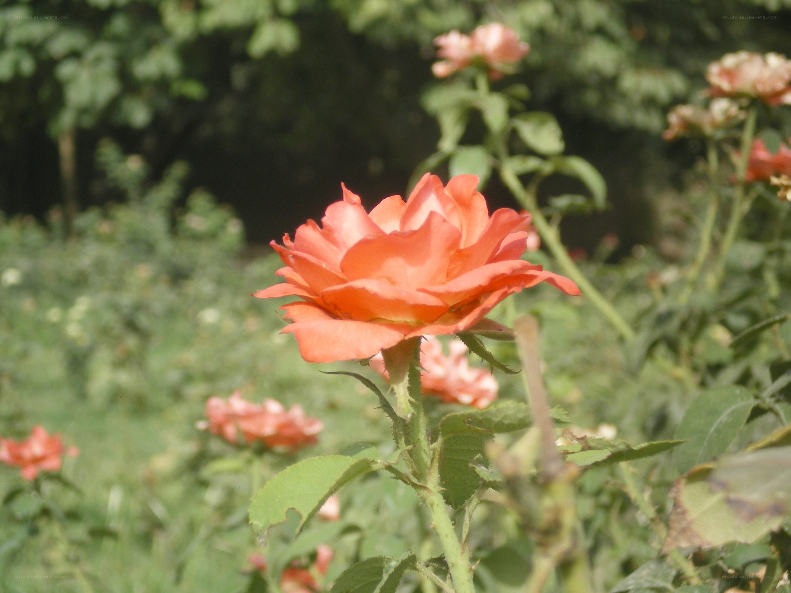 orange rose in garden